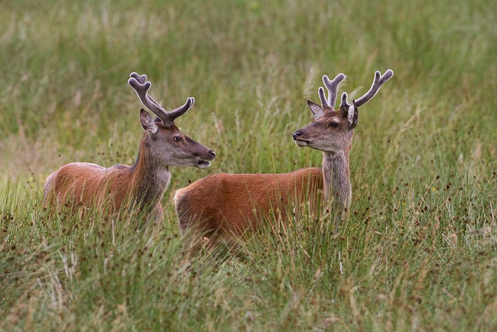 Rothirsch Cervus elaphus